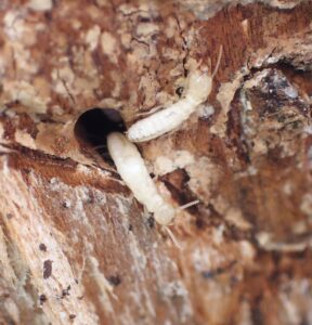 Termites ouvriers détruisant le bois d'une charpente, photographiés lors d'un diagnostic immobilier dans le Golfe de Saint-Tropez.