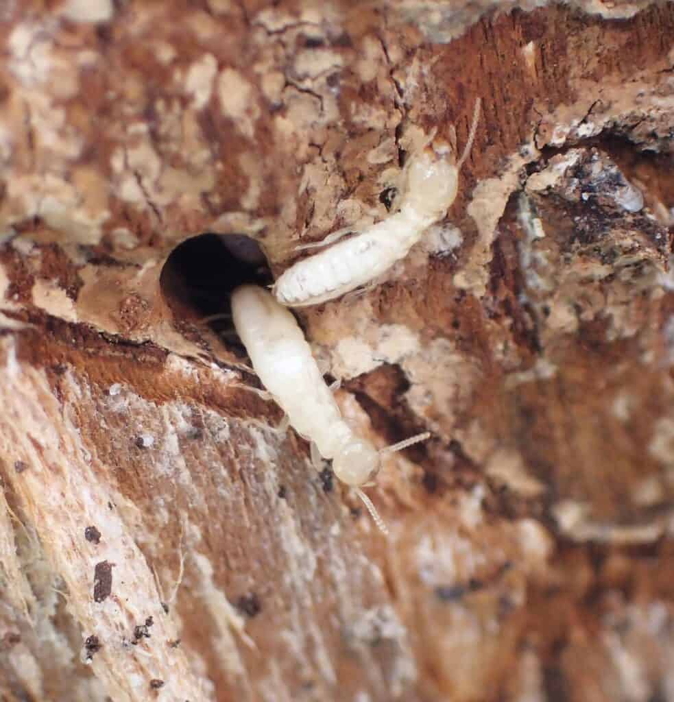 Termites ouvriers détruisant le bois d'une charpente, photographiés lors d'un diagnostic immobilier dans le Golfe de Saint-Tropez.